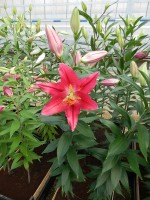 [4263 Pico No01.JPG]